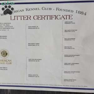 Tiana, German Shepherd Puppy